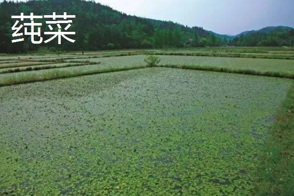 农村适合种植什么野菜，推荐马齿苋、竹笋等