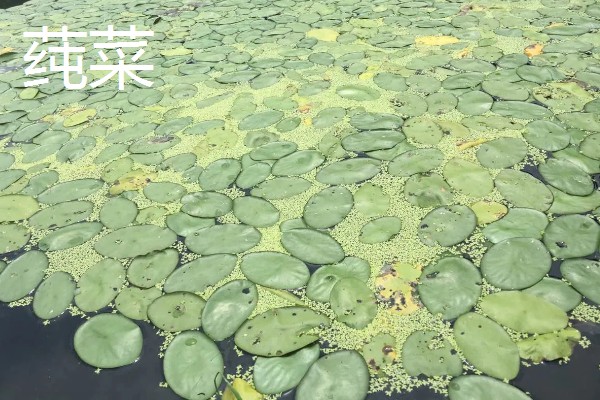 农村适合种植什么野菜，推荐马齿苋、竹笋等