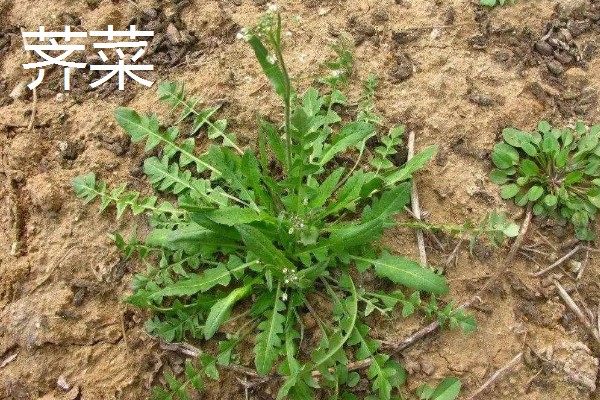 农村适合种植什么野菜，推荐马齿苋、竹笋等