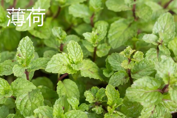 农村适合种植什么野菜，推荐马齿苋、竹笋等