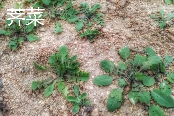 农村适合种植什么野菜，推荐马齿苋、竹笋等