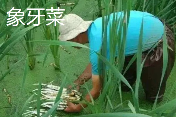 农村适合种植什么野菜，推荐马齿苋、竹笋等