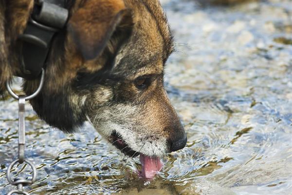 狗狗的喝水量,幼犬和成年犬的饮水量不同