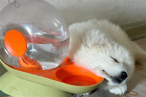 狗狗的喝水量,幼犬和成年犬的饮水量不同