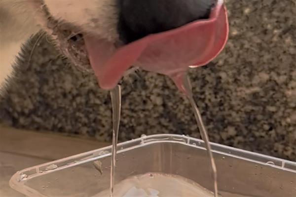 狗狗的喝水量,幼犬和成年犬的饮水量不同