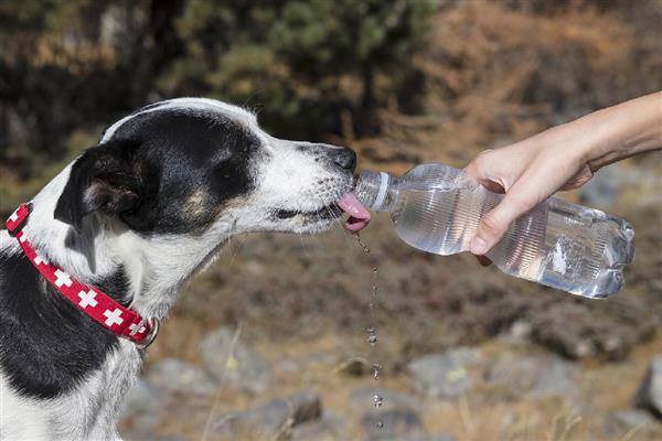 狗狗的喝水量,幼犬和成年犬的饮水量不同