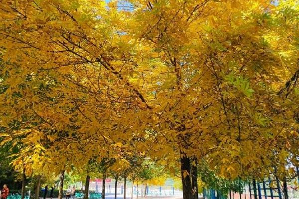 立秋的晒秋民俗是什么，是指晒丰收的农作物