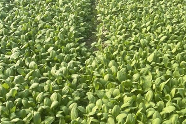 立秋的晒秋民俗是什么，是指晒丰收的农作物