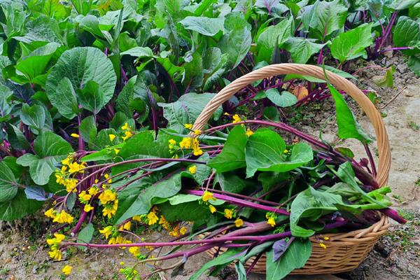 立秋的晒秋民俗是什么，是指晒丰收的农作物