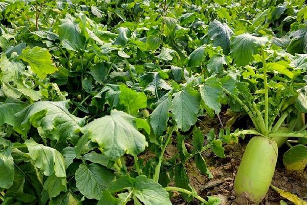 立秋的晒秋民俗是什么，是指晒丰收的农作物