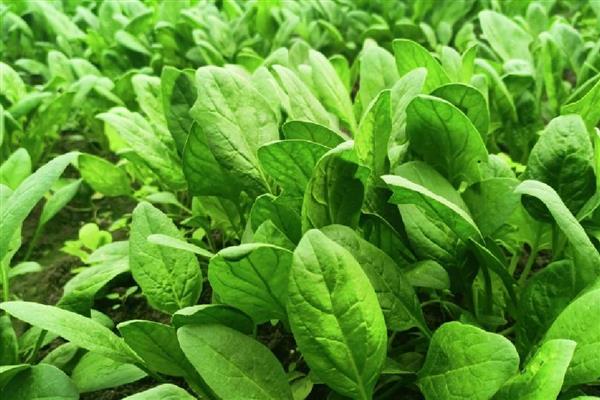 立秋的晒秋民俗是什么，是指晒丰收的农作物