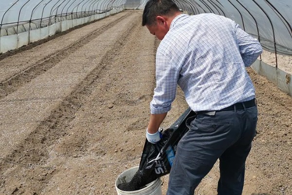 种植葡萄的注意事项,秋季落叶前后要深翻果园