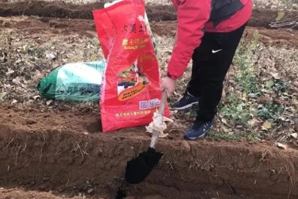 种植葡萄的注意事项,秋季落叶前后要深翻果园