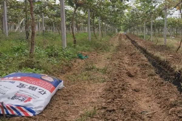 种植葡萄的注意事项,秋季落叶前后要深翻果园