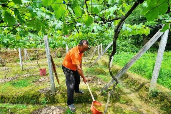 种植葡萄的注意事项,秋季落叶前后要深翻果园