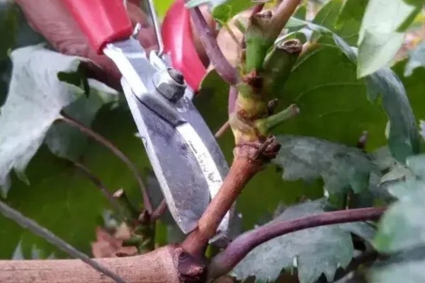 种植葡萄的注意事项,秋季落叶前后要深翻果园