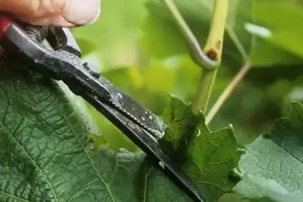 种植葡萄的注意事项,秋季落叶前后要深翻果园