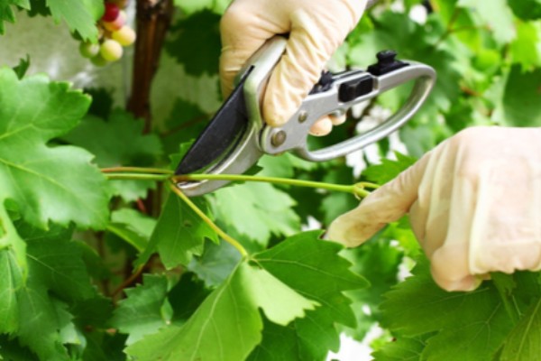 种植葡萄的注意事项,秋季落叶前后要深翻果园