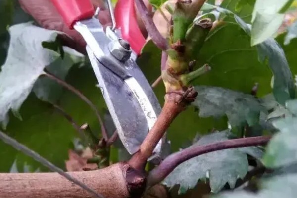 种植葡萄的注意事项,秋季落叶前后要深翻果园