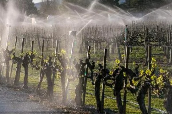 种植葡萄的注意事项,秋季落叶前后要深翻果园