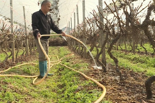 种植葡萄的注意事项,秋季落叶前后要深翻果园