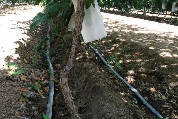 种植葡萄的注意事项,秋季落叶前后要深翻果园