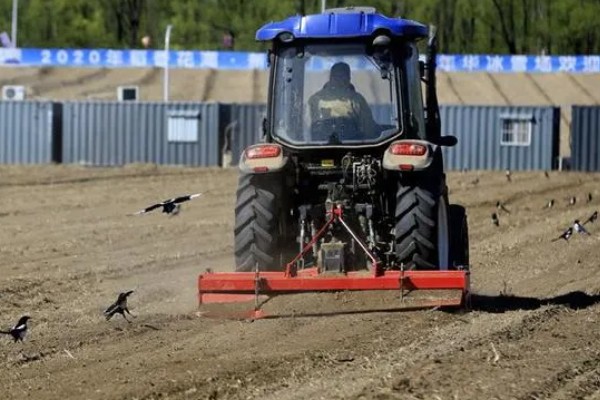 种植葡萄的注意事项,秋季落叶前后要深翻果园