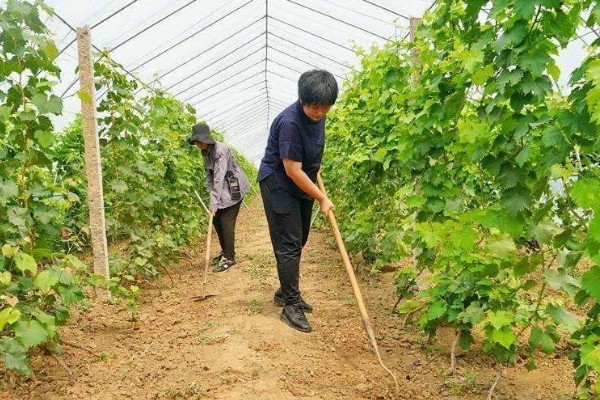 种植葡萄的注意事项,秋季落叶前后要深翻果园