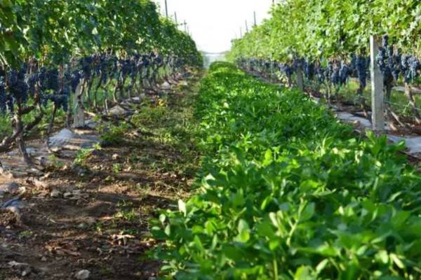 种植葡萄的注意事项,秋季落叶前后要深翻果园
