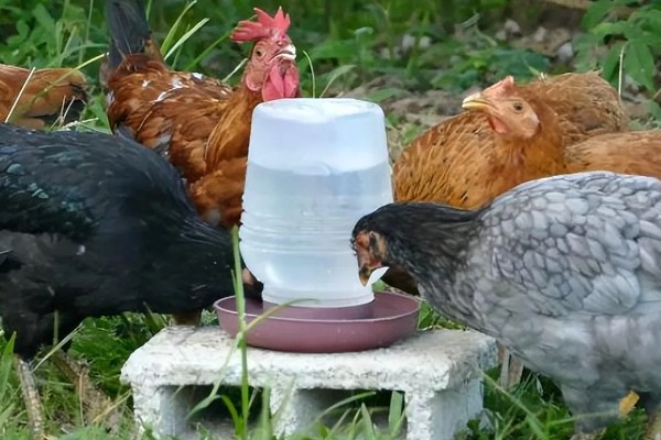 鸡不停的喝水是什么病，可能是发烧或中毒了