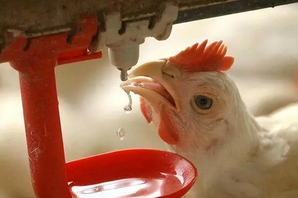 鸡不停的喝水是什么病，可能是发烧或中毒了