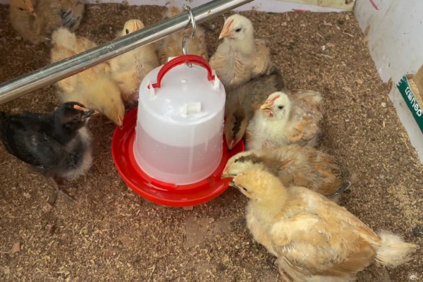 鸡不停的喝水是什么病，可能是发烧或中毒了