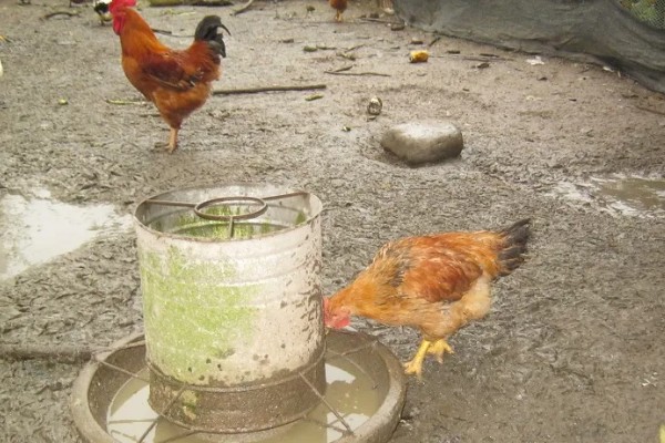 鸡不停的喝水是什么病，可能是发烧或中毒了