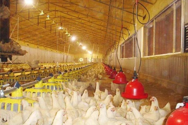 鸡不停的喝水是什么病，可能是发烧或中毒了