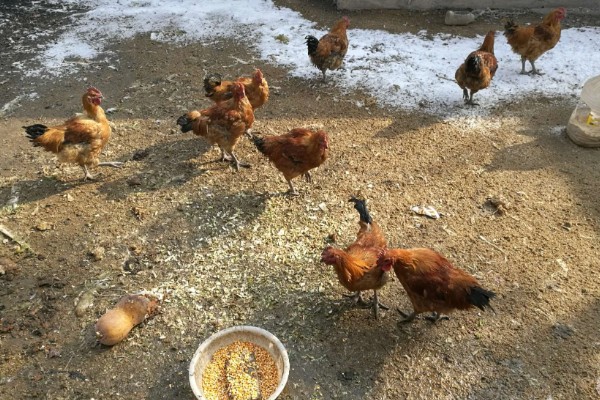 鸡不停的喝水是什么病，可能是发烧或中毒了