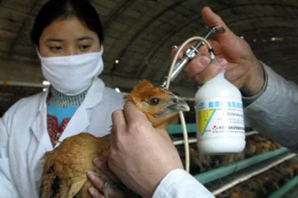 鸡不停的喝水是什么病，可能是发烧或中毒了