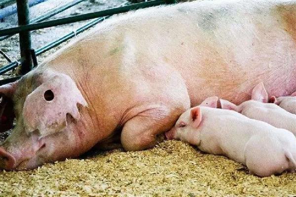 猪多少天会下崽,通常114天左右下崽