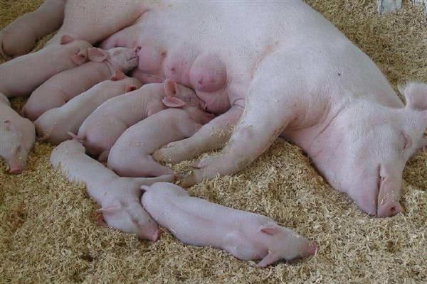 猪多少天会下崽,通常114天左右下崽