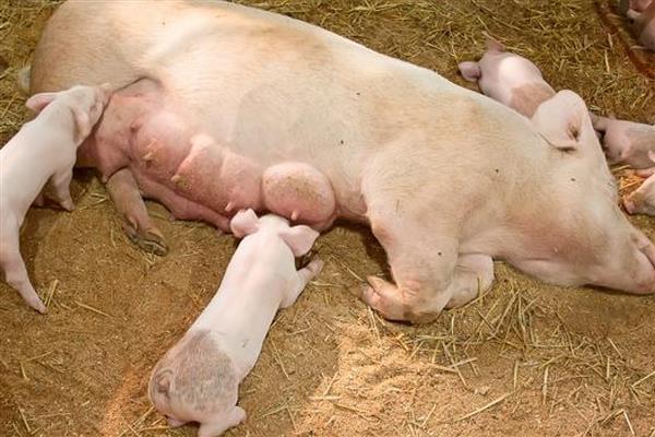 猪多少天会下崽,通常114天左右下崽