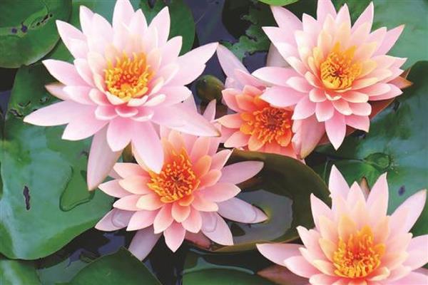 睡莲叶子发焦的原因,适宜生长在光照充足的环境中