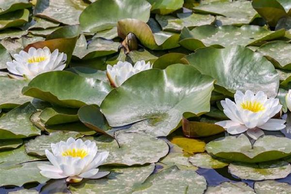 睡莲叶子发焦的原因,适宜生长在光照充足的环境中