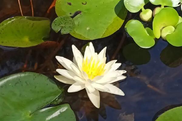 睡莲叶子发焦的原因,适宜生长在光照充足的环境中