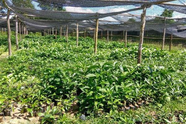 诺丽果能在家里种吗,可以在家里种植