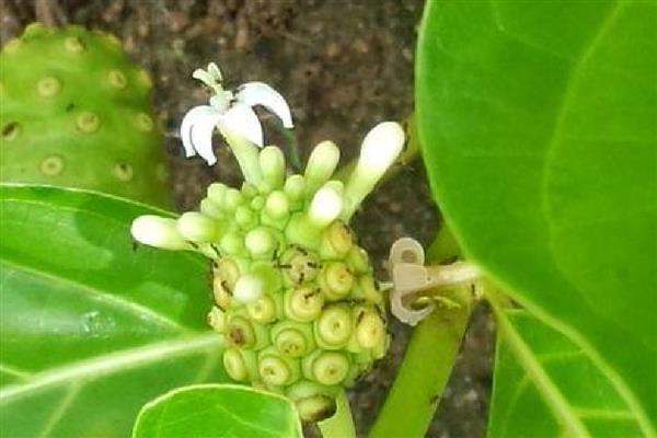 诺丽果能在家里种吗,可以在家里种植