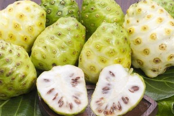 诺丽果能在家里种吗,可以在家里种植