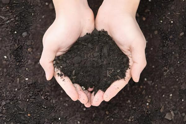 猫耳兰的养殖方法,适合在酸性沙质壤土中种植