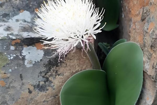 猫耳兰的养殖方法,适合在酸性沙质壤土中种植