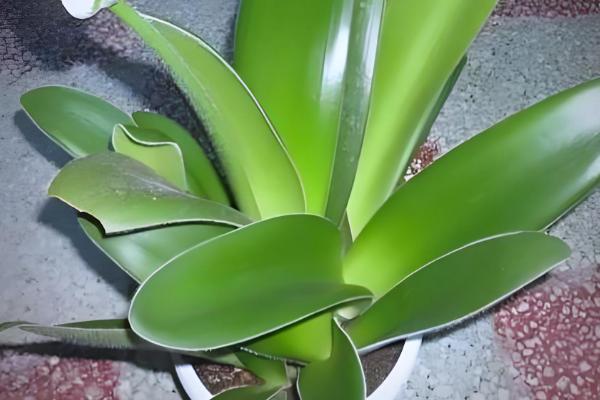 猫耳兰的养殖方法,适合在酸性沙质壤土中种植