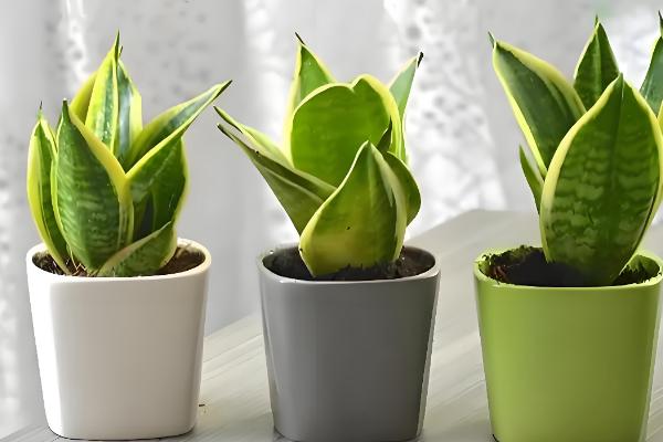 猫耳兰的养殖方法,适合在酸性沙质壤土中种植