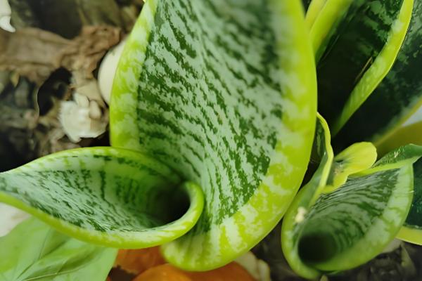 猫耳兰的养殖方法,适合在酸性沙质壤土中种植